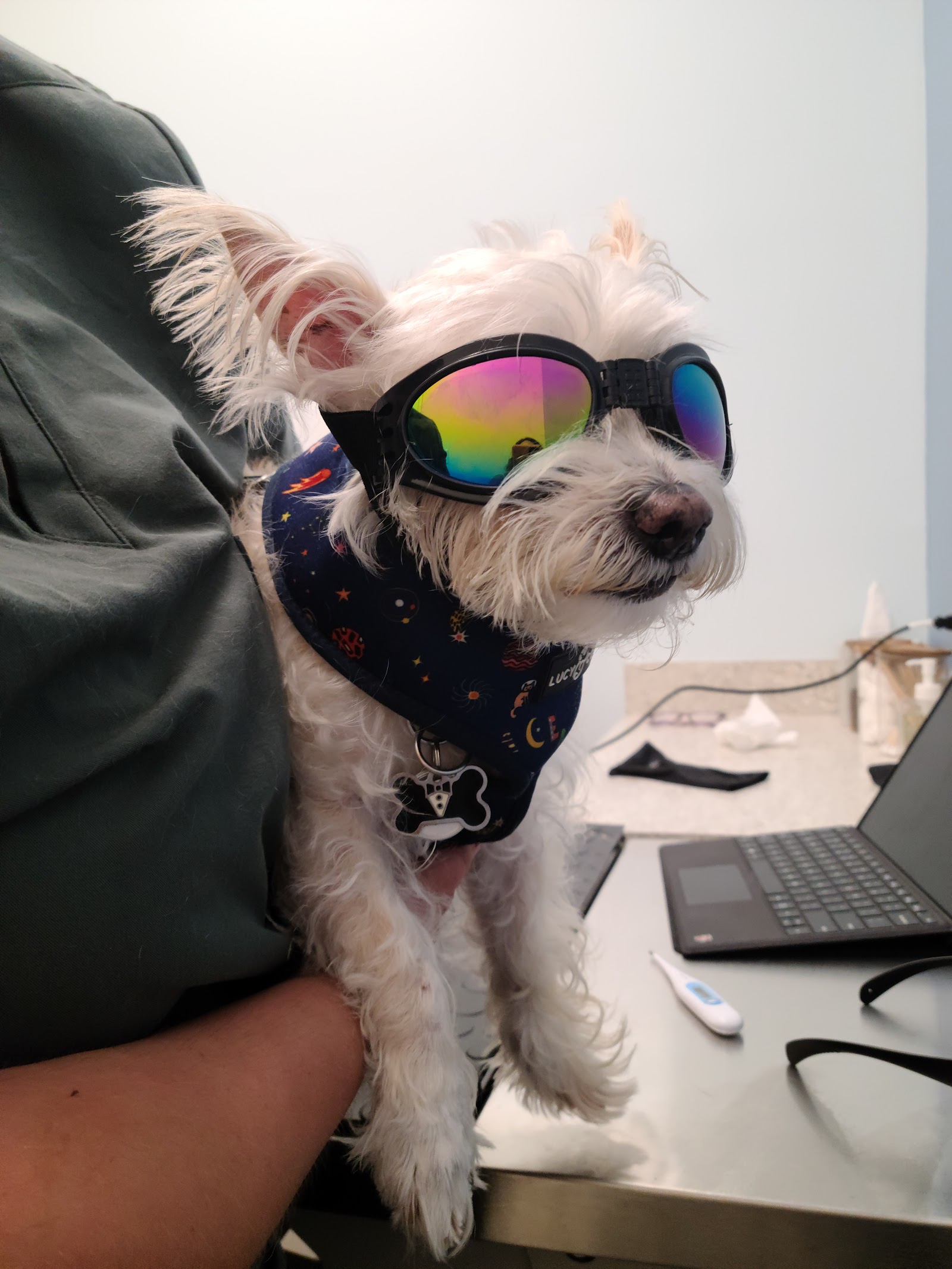 GoodVets Coral Gables, small dog wearing goggles on the exam table