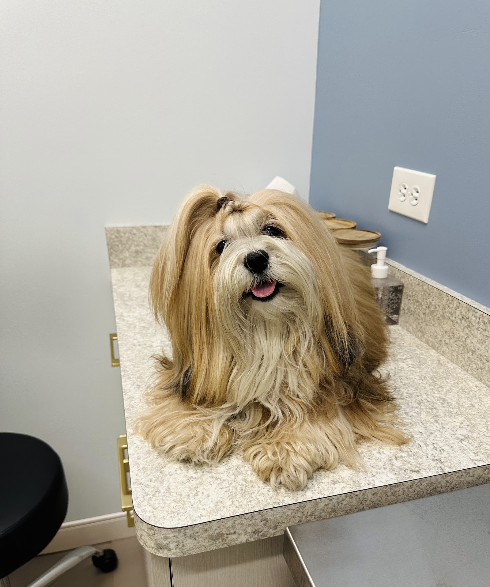 GoodVets Coral Gables, dog being examined on a table inside the clinic