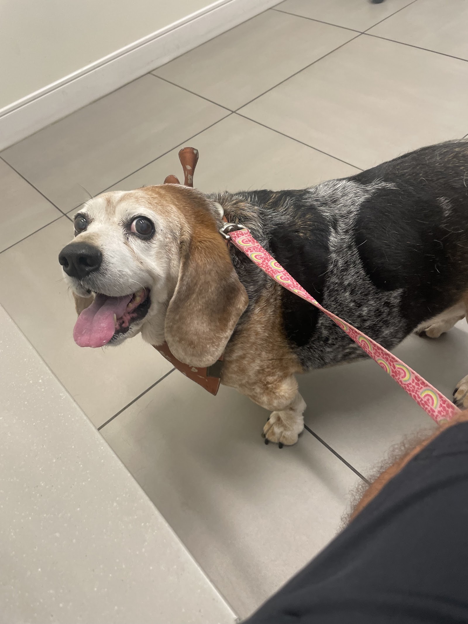 GoodVets Coral Gables, dog wearing a bandana resting on the clinic floor